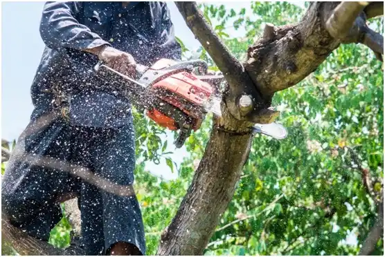 tree services Gold Key Lake